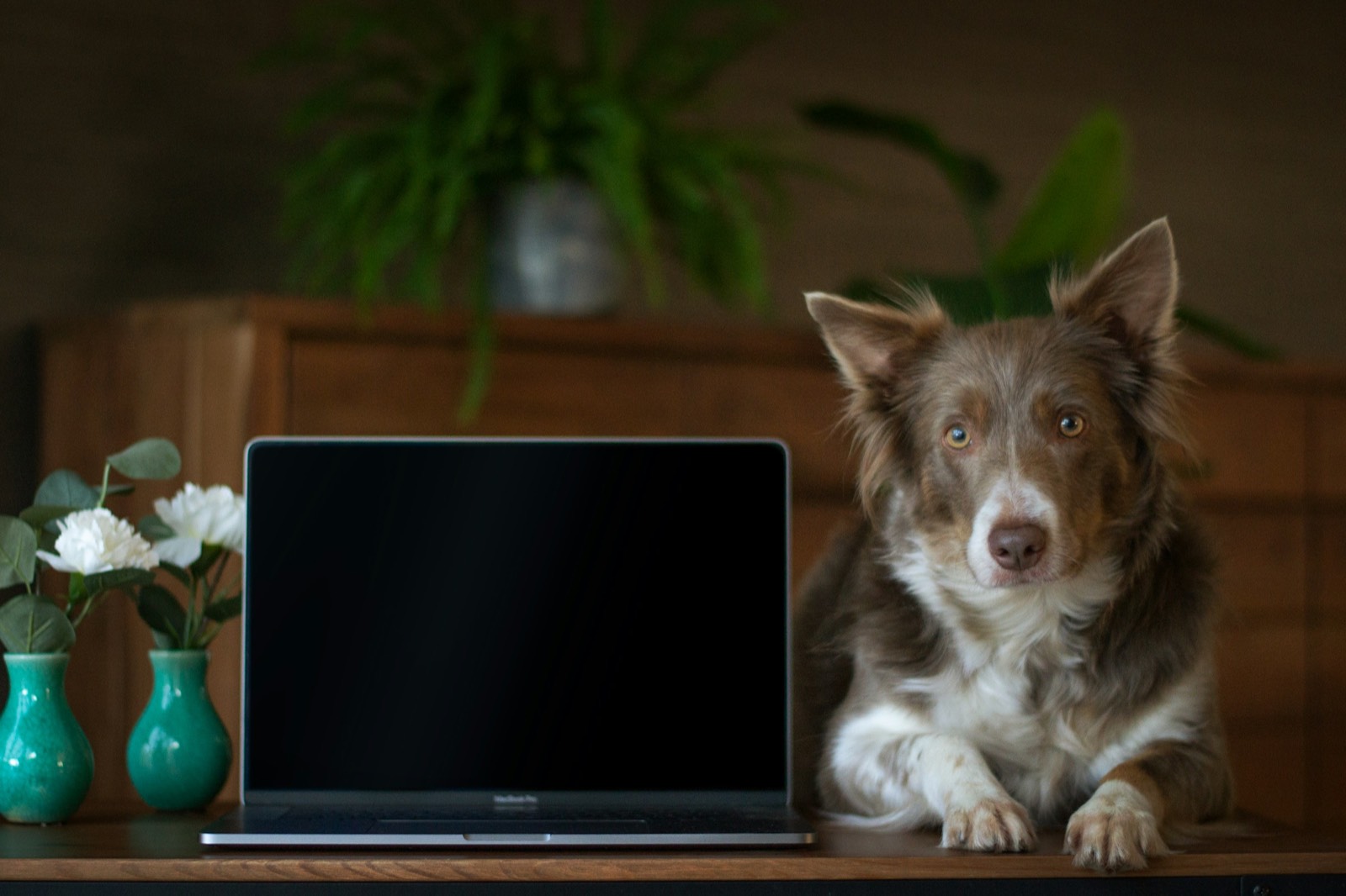 A border collie sitting calmly next to an open laptop on a clean workspace